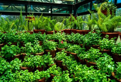 sreehari-devadas-SI8rjf8NAiw-unsplash